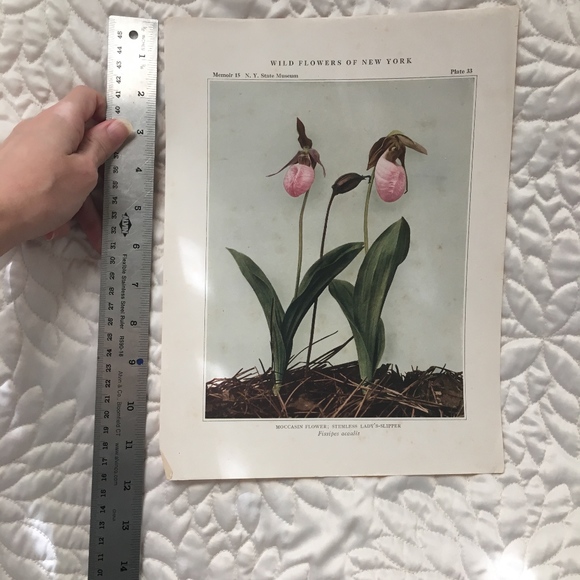 Orchid Antique Botanical Plant Print Original - Picture 3 of 8